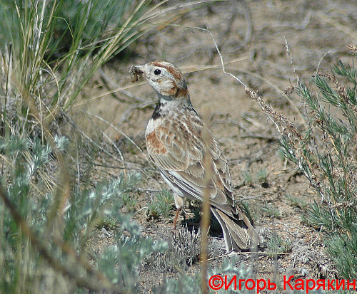 ����������� ���������